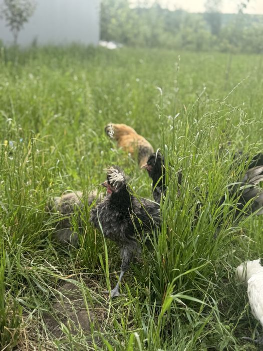 Motata olandeza , paduana cocosi