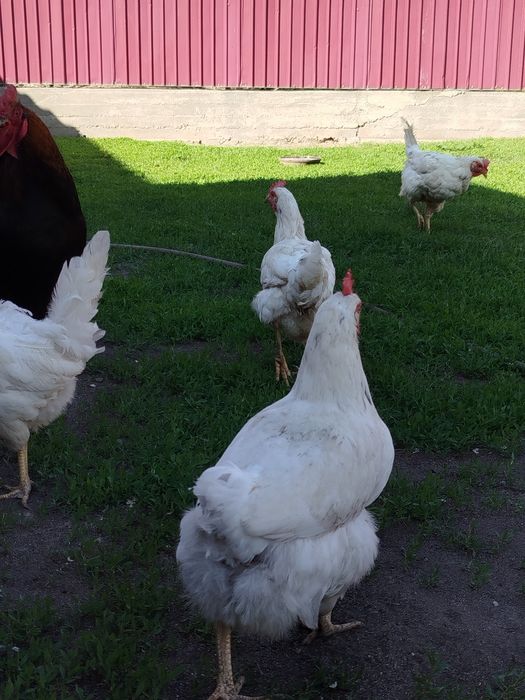 Несушки 2000 тг 8 шт