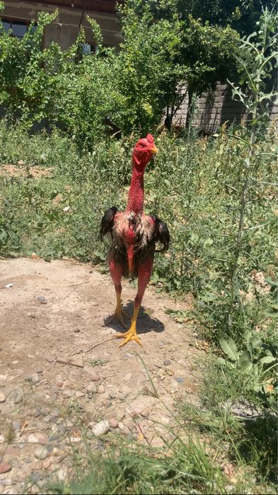 Dakan xoroz sotladi