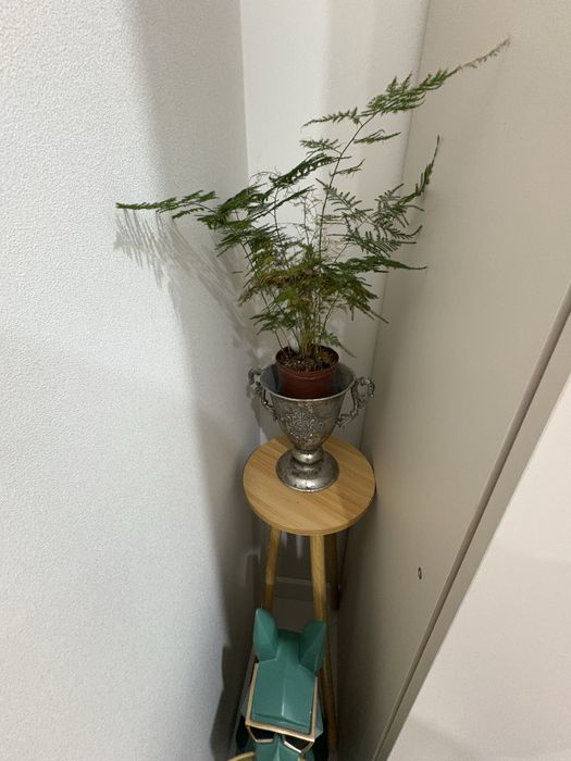 продам аспарагус вместе с кашпо