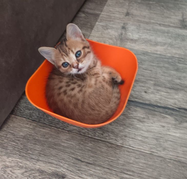 Котята метисы в продаже