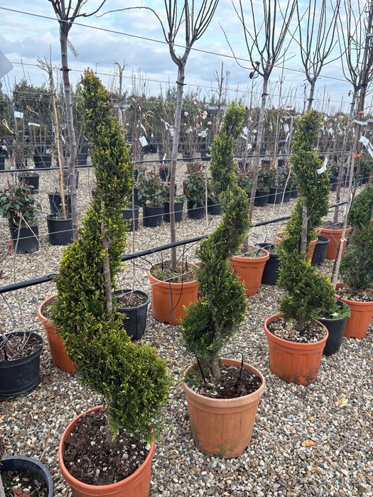 Mini spirale, pon pon , plante de gard viu , palmieri