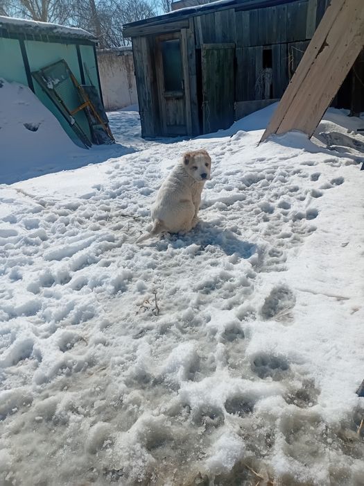 Продам щенков Алабая