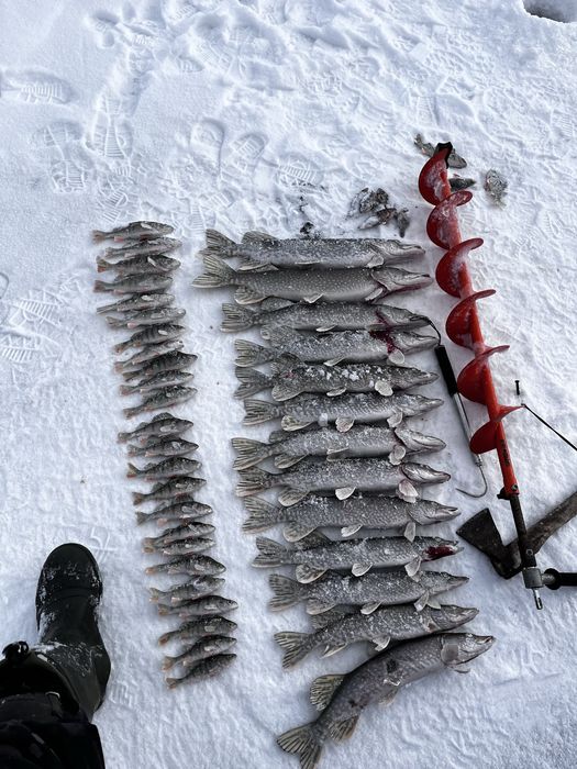 продам рыбу шуку