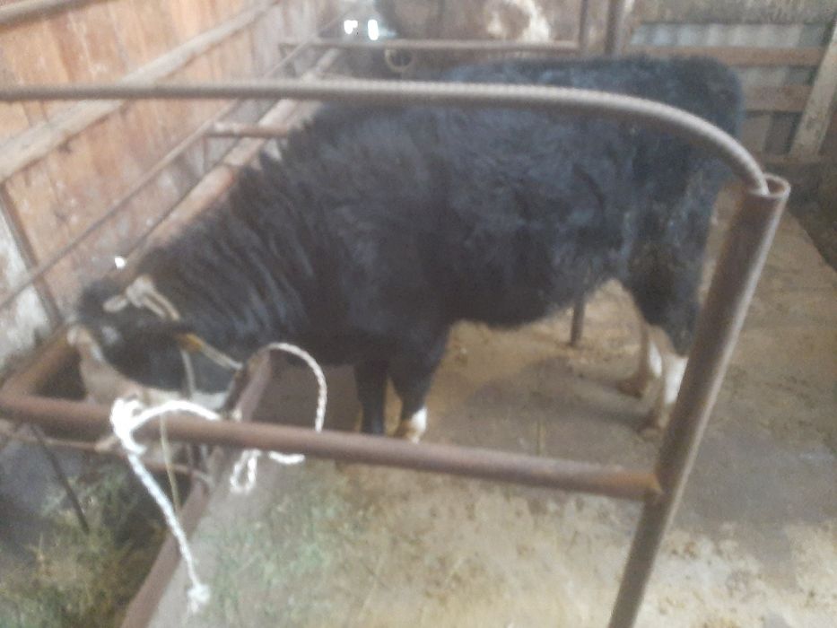 Продам пыков хорошой породы