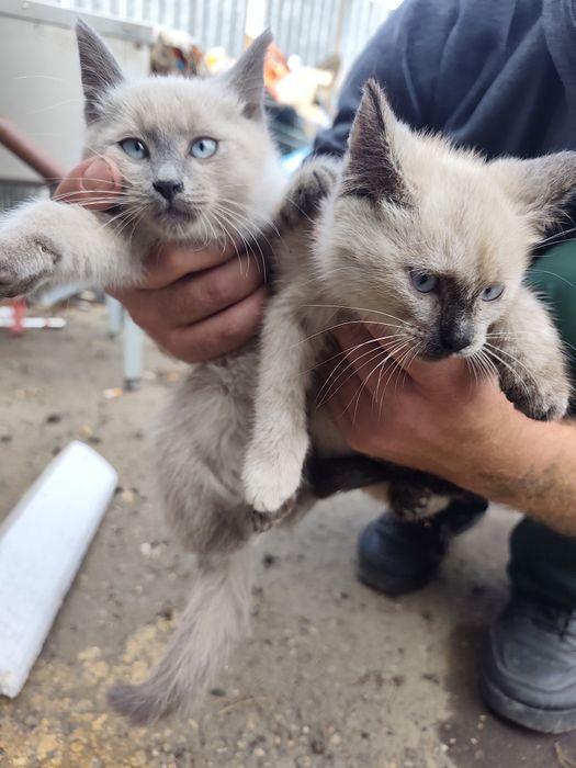 Отдам котят в хорошие руки