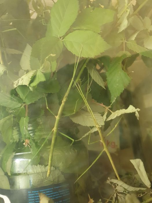 Палочники насекомые