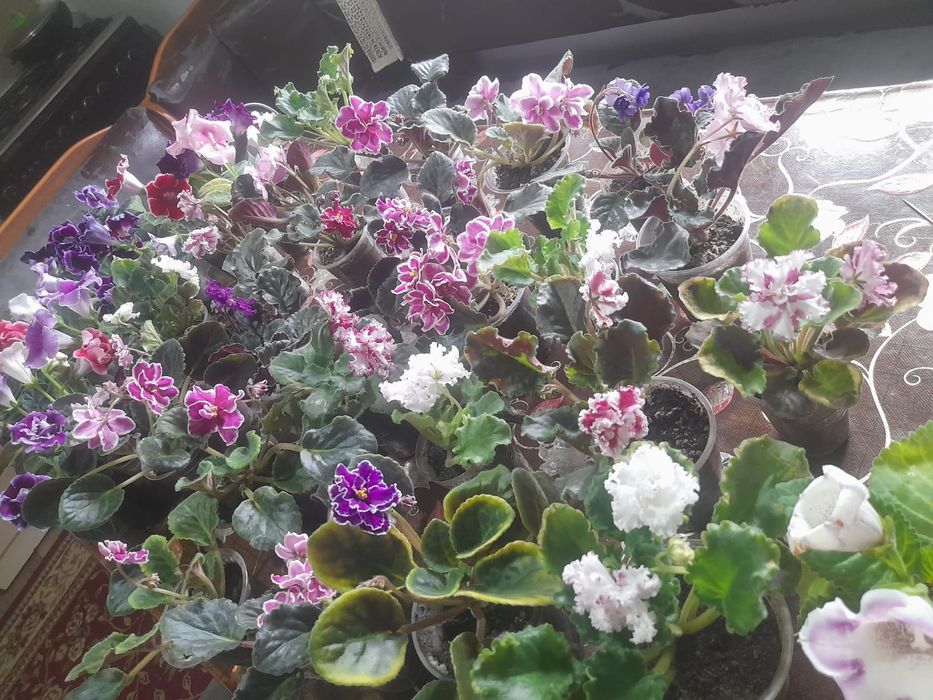 Уйдин гулдери Тулкубас