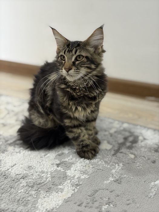 Maincoon mushuklar sotiladi