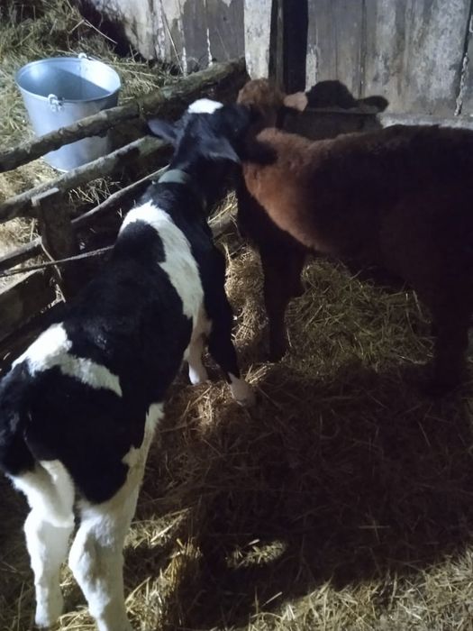 Продам бычка и телочку