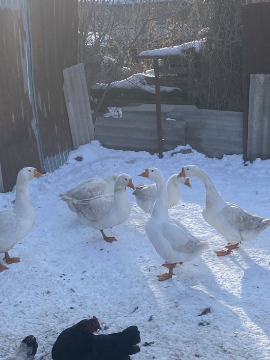 Продам гусеййййй