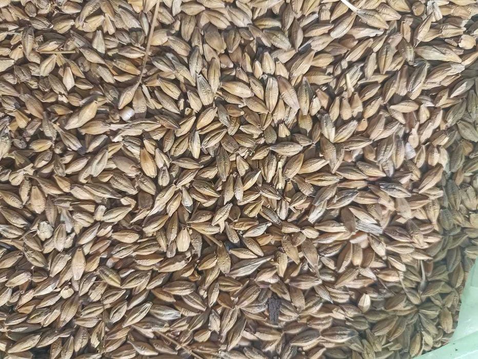 Продам ячмень за нал