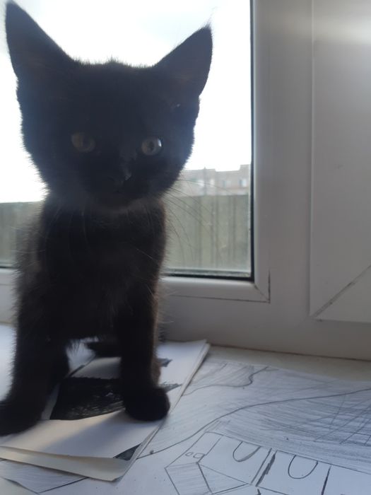 Отдам в добрые руки котёнка