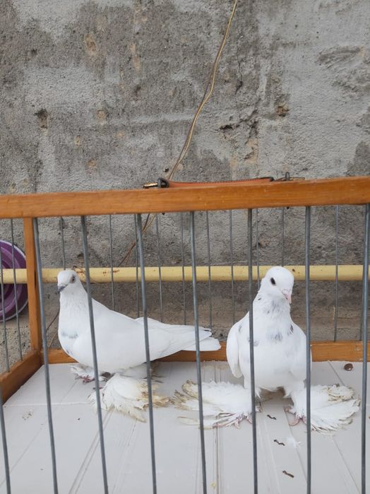 Голуби на продажу , тог имеется