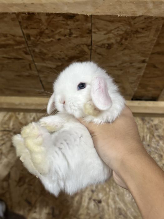 Basmala Farm – Quyon sevuvchilar uchun eng yaxshi tanlov!