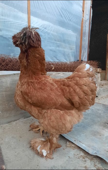 Тройка брама тухумлари сотилади