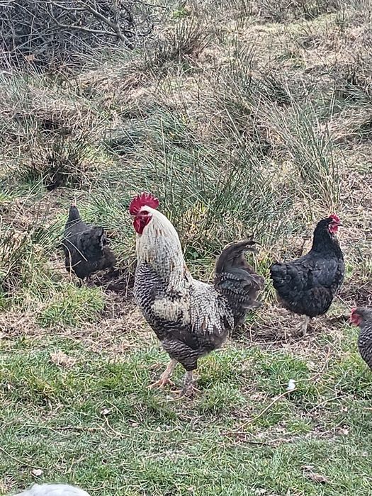 Vând Cocoș 289 RON