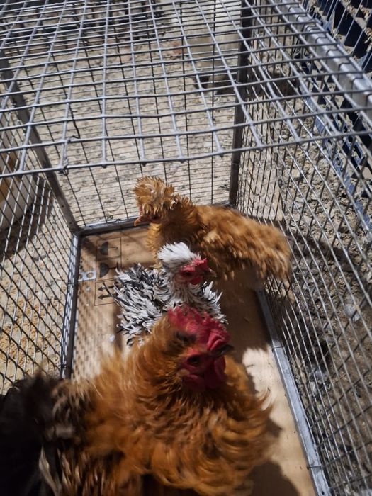 Курицы петух на продажу