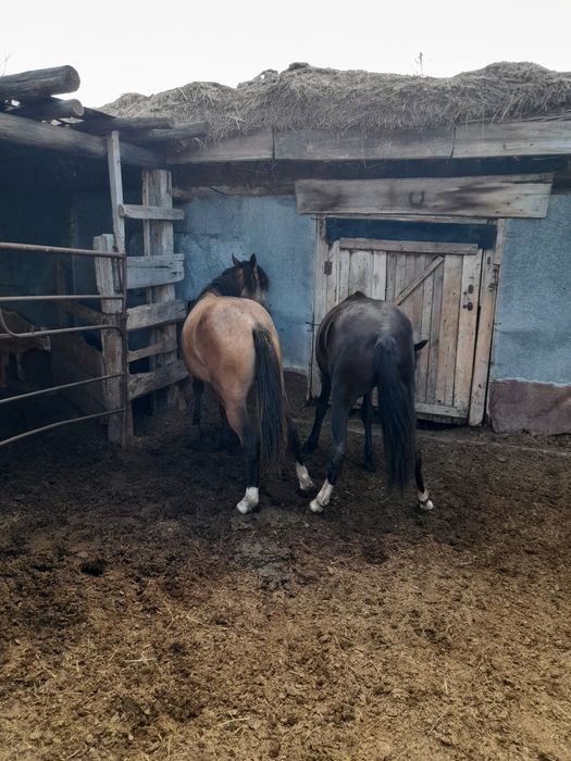 Продам Байталок с откорма