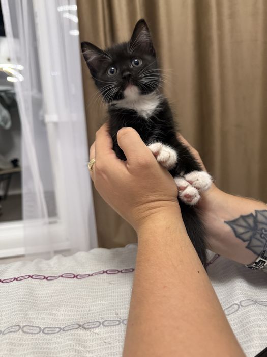 Отлам котенка в любящие руки