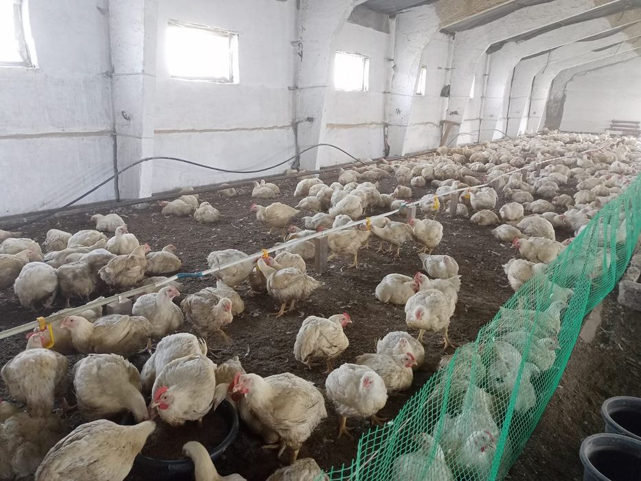 Продам базу под животноводство