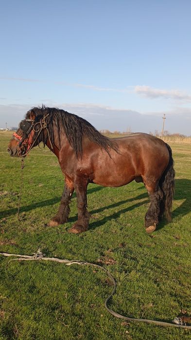 Cai frumoși  de vânzare