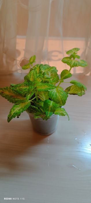 Колеусы. Укорененные отростки