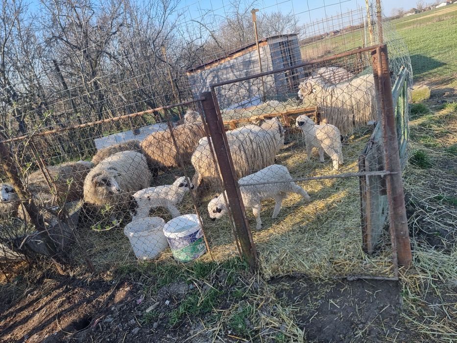 Vând 9 oi și un berbec