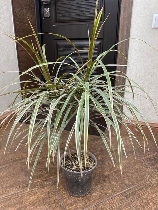 Цветы комнатные Драцена Хлорофитум