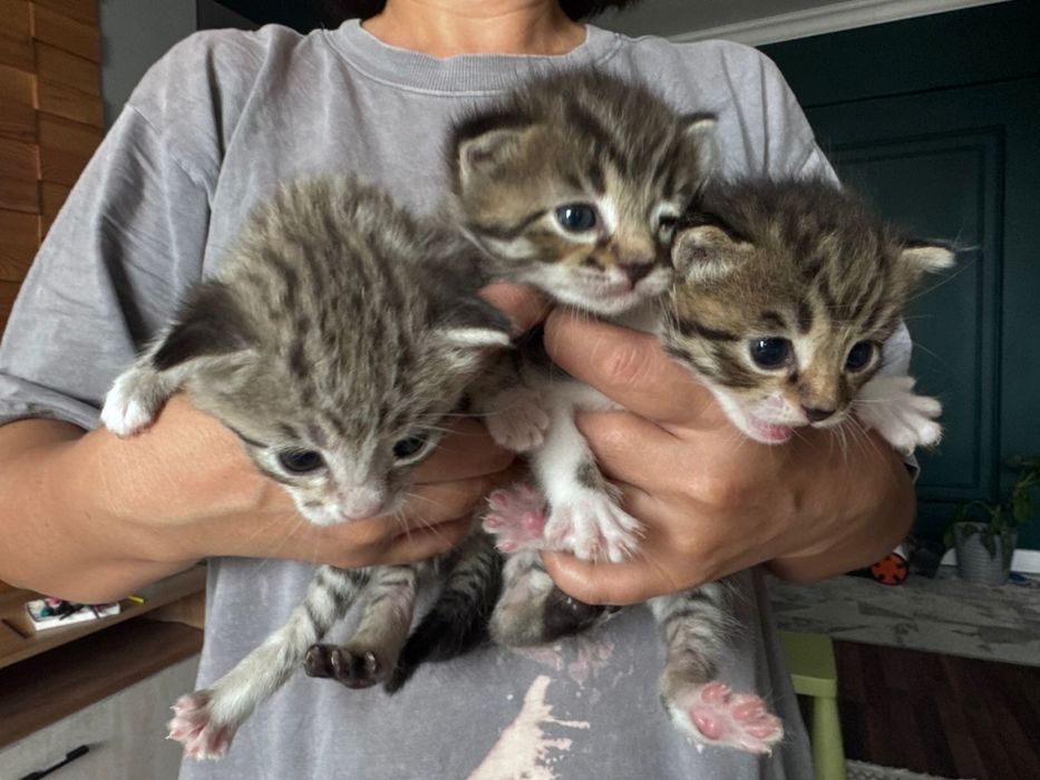 Отдам котят красивых и милых