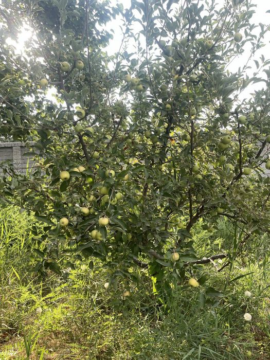 Участка сотилади 57.000 келишилади Кибрай, Водаканал кучадан кирганда