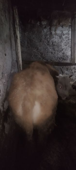 Быки откорм продам