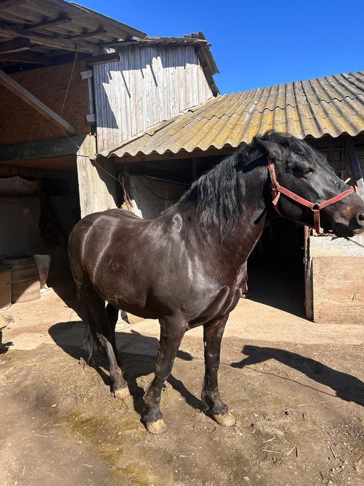 Armăsar semi-greu, 11 ani, îngrijit si vaccinat