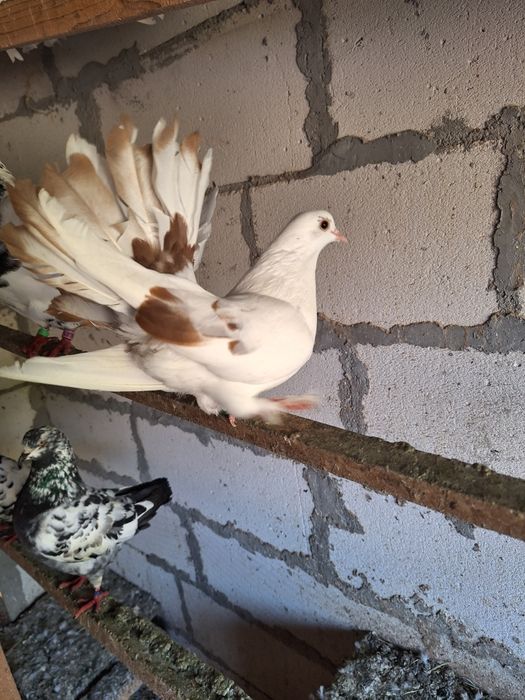 Porumbei kingi si voltati