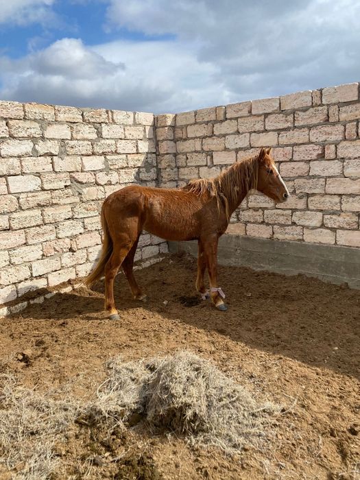 Айғыр сатылады Б