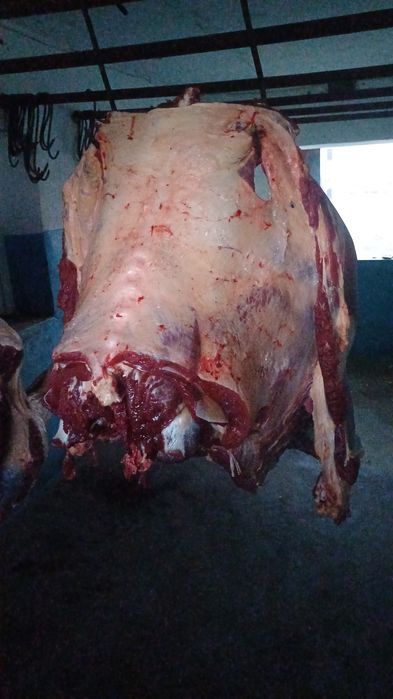 Продам мясо бычки откорм