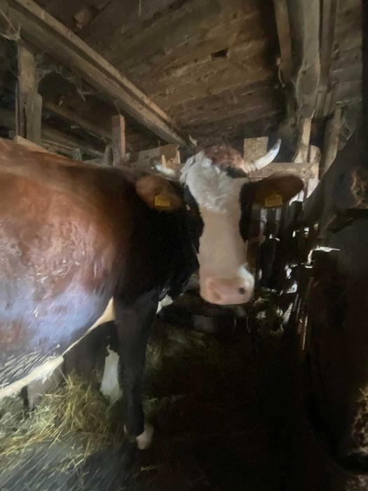 Vanzari animale vaca