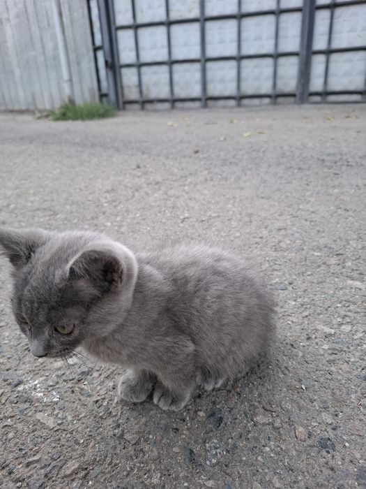 Отдам котёнка в добрые руки