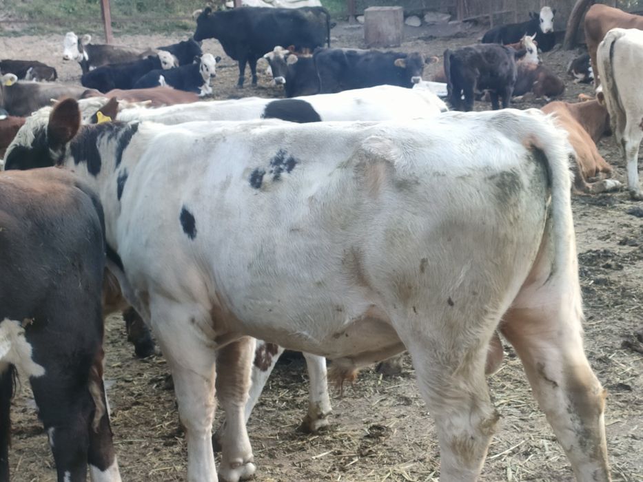 Продам быка на мероприятие (согым, поминки, торжество, разведение КРС