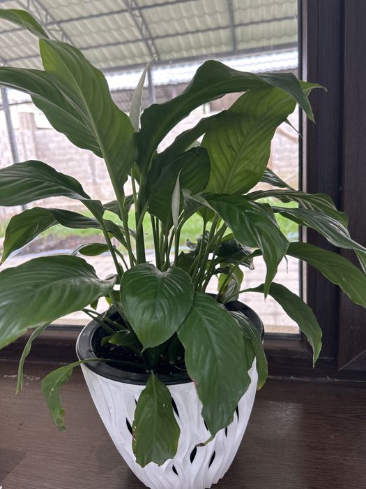 Женское  счастье