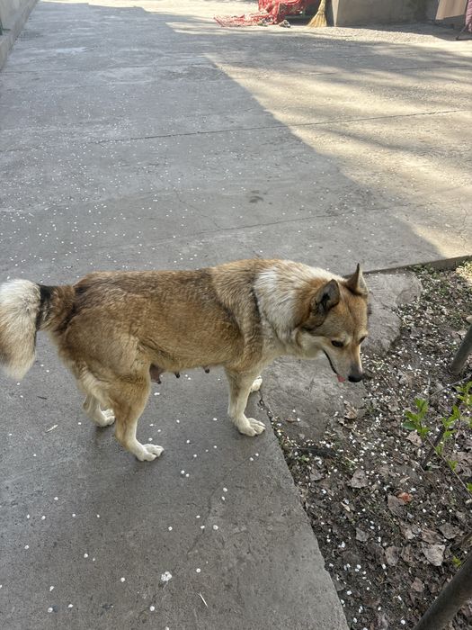 Продам щенят лайки