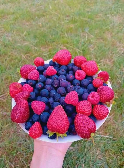 Vând drajoni de zmeură polka si stoloni căpsuni