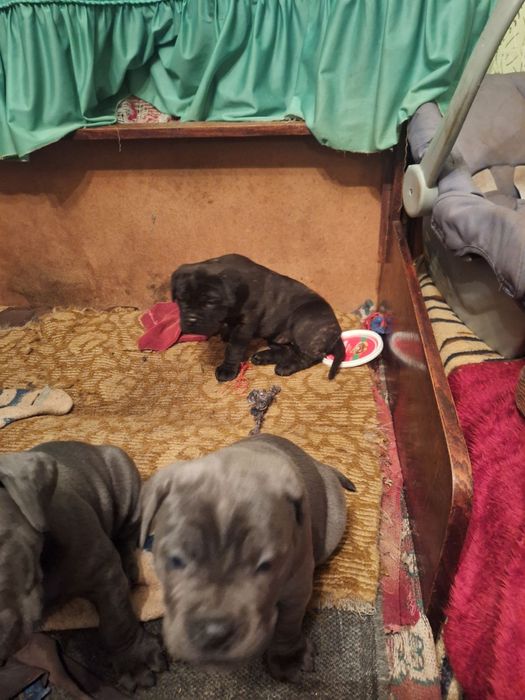 Кане Корсо италяно