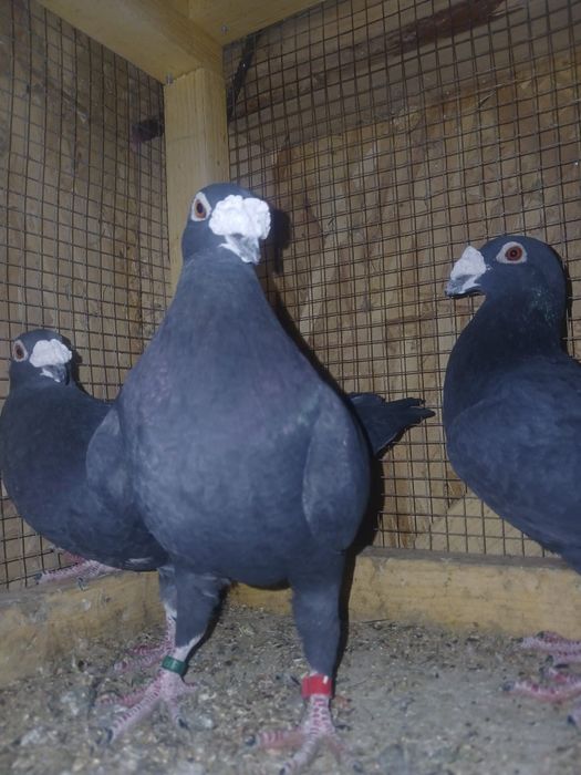 De vânzare, italieni stil vechi, ambii 2025