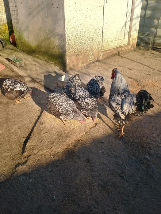 Oua de găini wyandotte