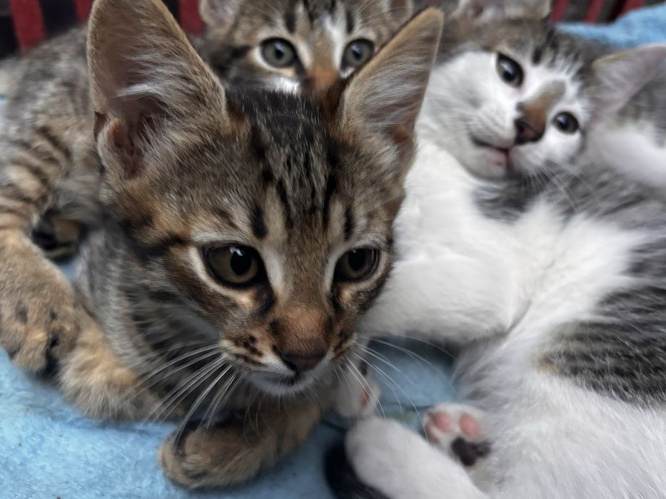 adopție 3 pui de pisică (2 luni)