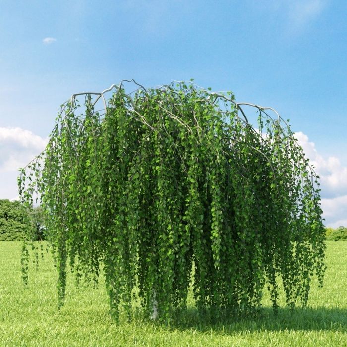 Плачеща бреза youngi