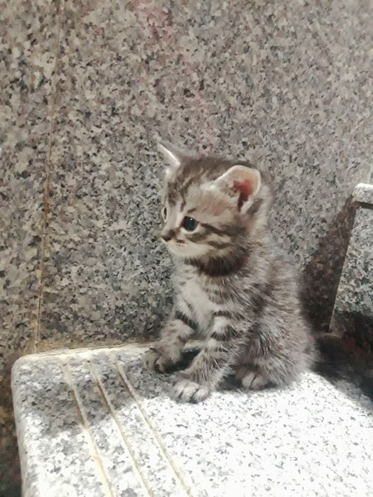 Милое Кошки 1 месят