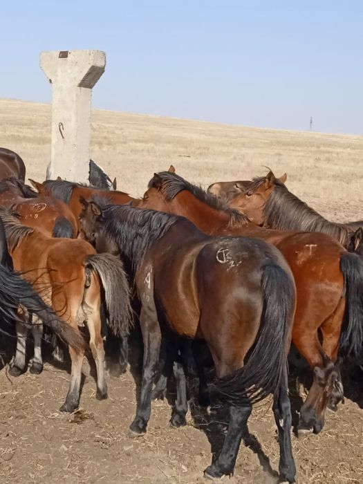 Жылкылар сатылады