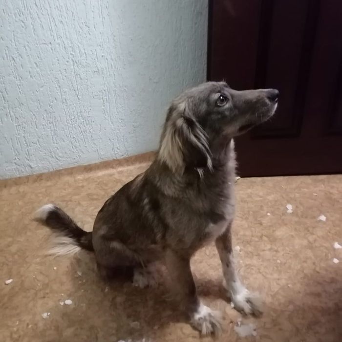 Отдам щенков в хорошие руки